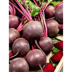 Burak ćwikłowy Czerwona Kula – nasiona otoczkowane - 100 nasion