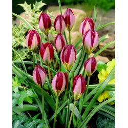 Tulipan Red Beauty - 5 szt.