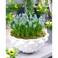 Szafirek Aqua Magic - 10 szt.