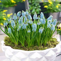 Szafirek Aqua Magic - 10 szt.