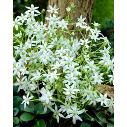 Śniedek baldaszkowaty - duża paczka! - 100 szt.