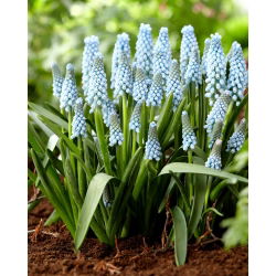 Szafirek Ester - 10 szt.