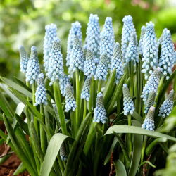 Szafirek Ester - duża paczka - 100 szt.