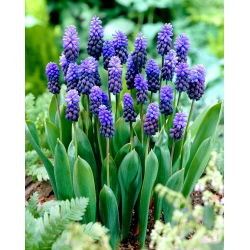 Szafirek szerokolistny - Muscari latifolium op. 10 cebulek