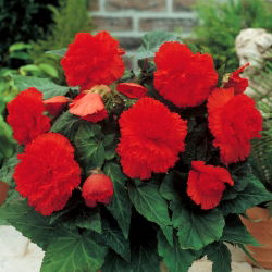 Begonia strzępiasta - czerwona - duża paczka! - 20 szt.