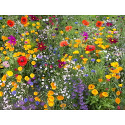 Bee Friendly - mieszanka roślin miododajnych - 10 kg