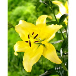 Lilia - Yellow Power - duża paczka! - 10 szt.