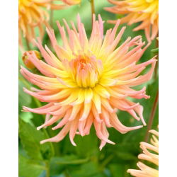 Dalia - Apricot Star - duża paczka! - 10 szt.