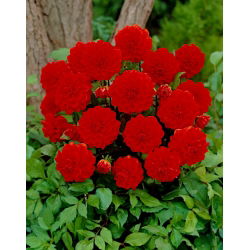 Dalia - Arnhem