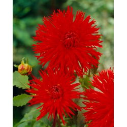 Dalia - Apache