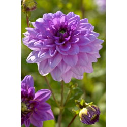 Dalia - Blue Boy
