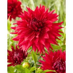 Dalia - Creve Coeur