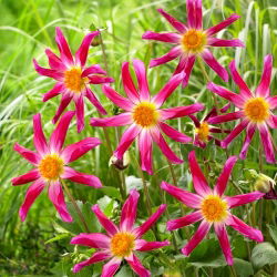 Dalia - Honka Pink - duża paczka! - 10 szt.