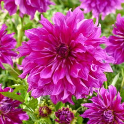 Dalia - Purple Taiheijo - duża paczka! - 10 szt.