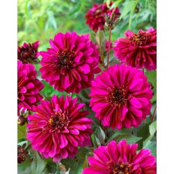 Dalia - Purple Haze - duża paczka! - 10 szt.