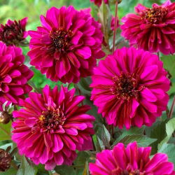 Dalia - Purple Haze