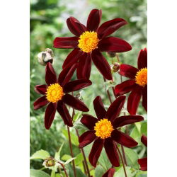 Dalia - Honka Dark