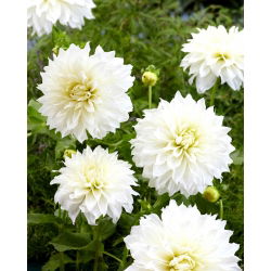 Dalia - Fleurel