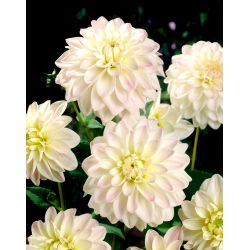 Dalia - Wittem