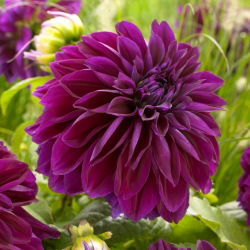 Dalia - Thomas A. Edison