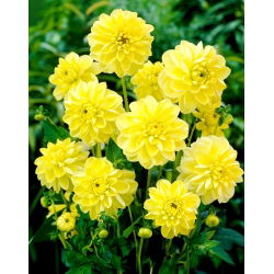 Dalia - Glory of Heemstede