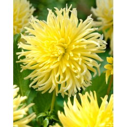 Dalia - Yellow Star