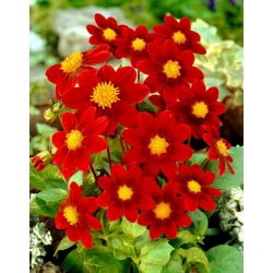 Dalia - Firebird - duża paczka! - 10 szt.