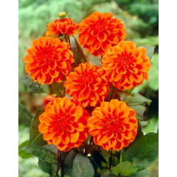 Dalia - Orange Nugget - duża paczka! - 10 szt.