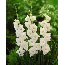 Mieczyk White Prosperity - 5 szt.