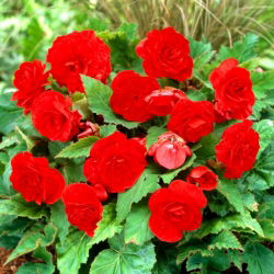 Begonia Non Stop - czerwona - 2 szt.
