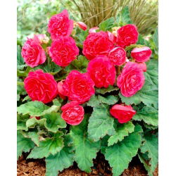 Begonia Non Stop - różowa - 2 szt.