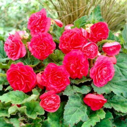 Begonia Non Stop - różowa - 2 szt.