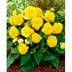 Begonia Non Stop - żółta - 2 szt.