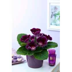 Gloksynia fioletowa - Violacea - duża paczka! - 10 szt.