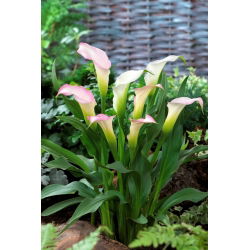 Calla Crystal Blush
