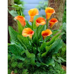 Calla Hot Shot - cebulka XXL