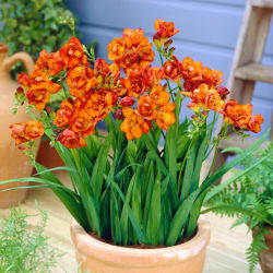 Frezja pełna pomarańczowa - Orange - 10 szt.