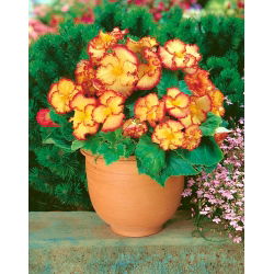 Begonia - Marginata Yellow - żółto-czerwona - duża paczka! - 20 szt.