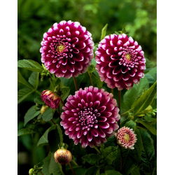 Dalia - Edinburgh - duża paczka! - 10 szt.