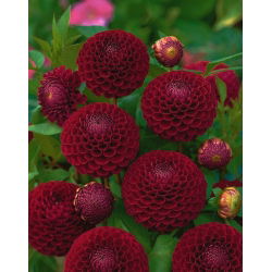 Dalia - Downham Royal - GIGA paczka! - 50 szt.
