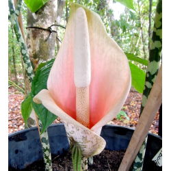 Dziwidło różowe - Amorphophallus bulbifer - unikat! - duża paczka! - 10 szt.