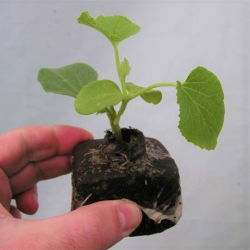 Pęczniejąca doniczka torfowa - GrowBlock - 80x80 mm - 144 szt.