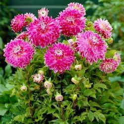 Dalia - Vancouver - GIGA paczka! - 50 szt.