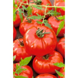 Pomidor Gigant - 10 gram