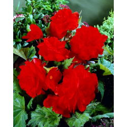 Begonia pełna - czerwona - duża paczka! - 20 szt.
