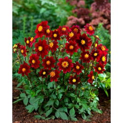 Dalia - Topmix Purple - duża paczka! - 10 szt.