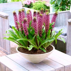 Lilia ananasowa - Eucomis Van der Merwey - Nowość - duża paczka! - 10 szt.