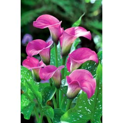 Calla różowa - Pink - GIGA paczka! - 50 szt.