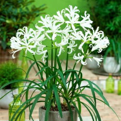 Nerine Alba - duża paczka! - 10 szt.