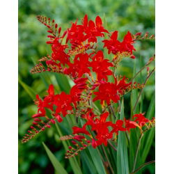 Krokosmia Lucifer - ciemnoczerwona - duża paczka! - 100 szt.